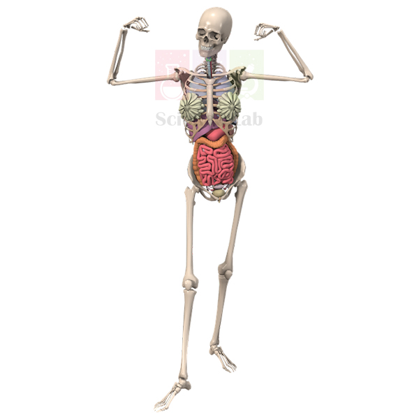Human Skeleton with Internal Organs & Muscles